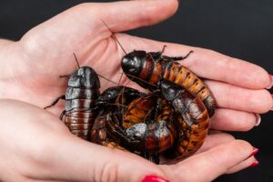 Are Cockroaches Dangerous? The Hidden Health Risks You Should Know